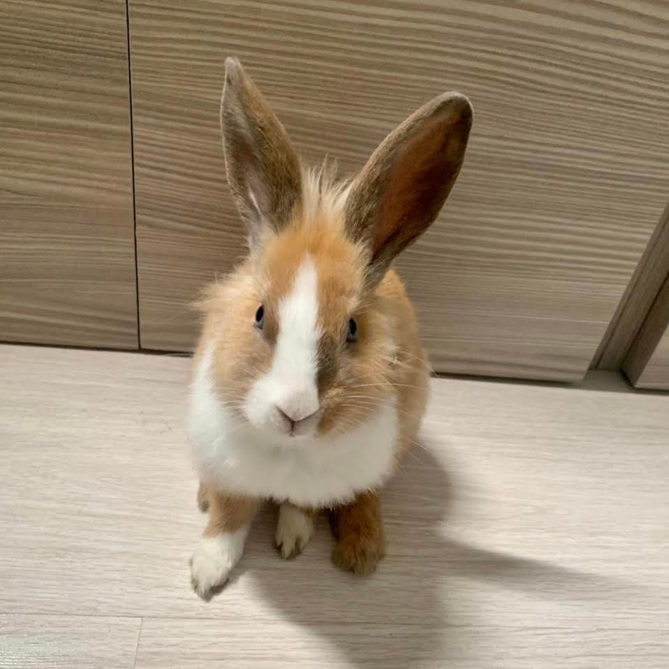 Santos Bigotes foto de Conejo mascota se llama milo