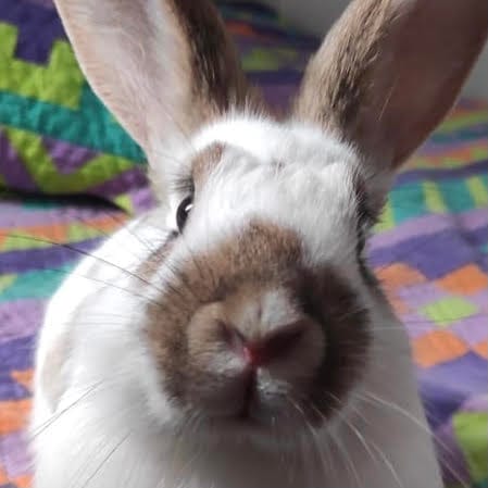 Santos Bigotes Foto de conejo rex