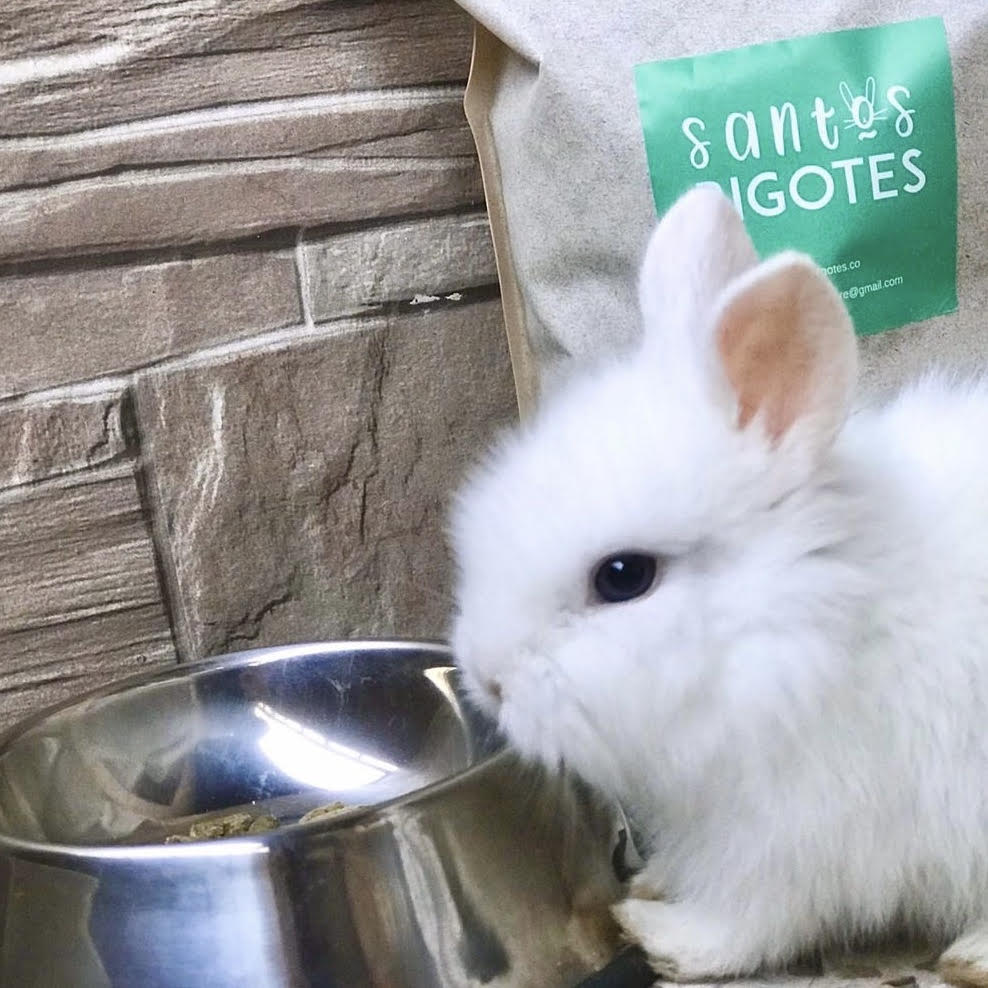 foto conejo cabeza de león gazapo bebe