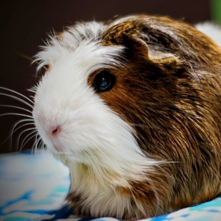 Santos Bigotes foto de cobaya o conejillo de indias