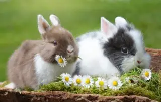 Foto de conejos bebes