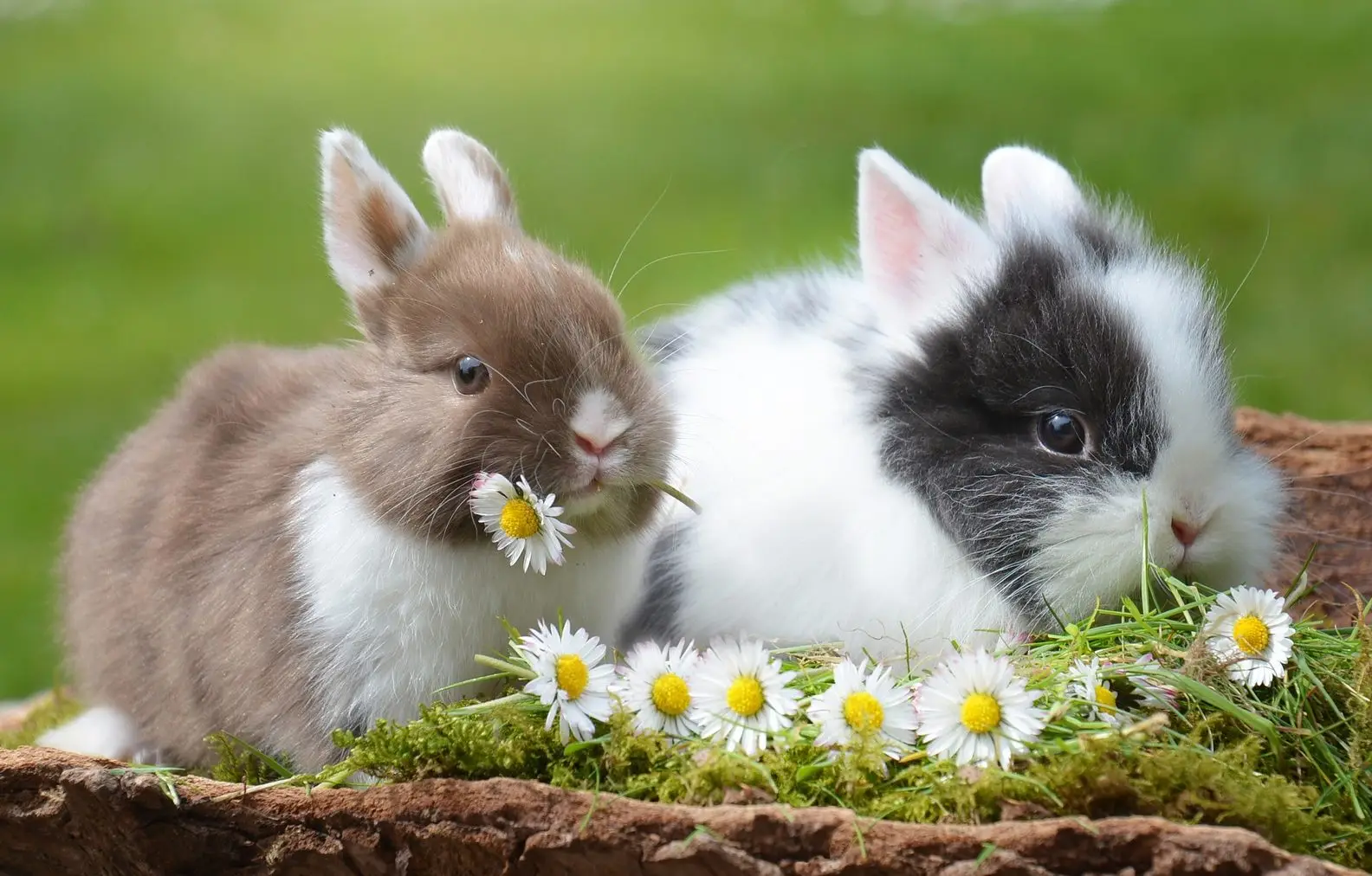 Foto de conejos bebes