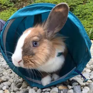 tunel para conejos