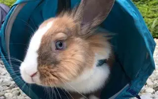 tunel para conejos