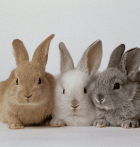 3 conejos juntos amarillo, blanco y gris