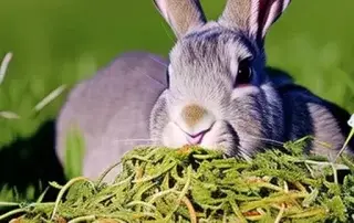 beneficios de la alfalfa para los conejos