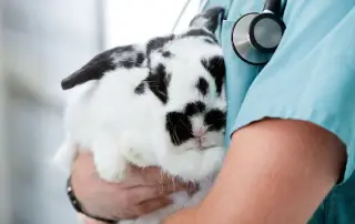 La Importancia de la Castración y Esterilización en Conejos y Cobayas