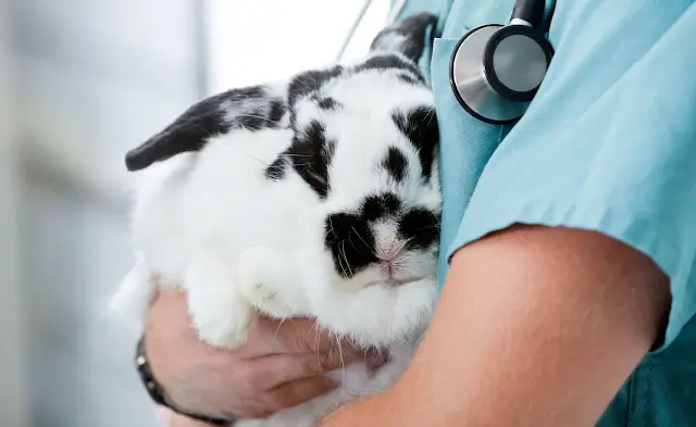La Importancia de la Castración y Esterilización en Conejos y Cobayas