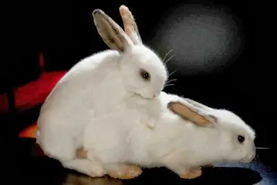 Guia completa de castracion y esterilizacion en conejos y cobayas