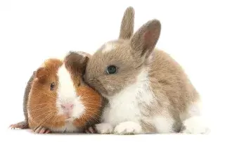 Guía de Emergencia: ¿Qué Hacer si tu Conejo o Cobaya Enferma? ¡Consejos Cruciales para Dueños Responsables!