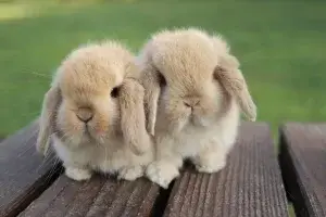 Todo sobre el conejo Mini Lop: Razas de conejos y sus cuidados