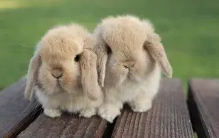 Todo sobre el conejo Mini Lop: Razas de conejos y sus cuidados