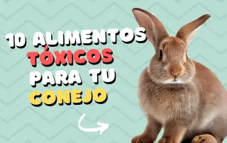 Alimentos tóxicos para conejos: cuidados de un conejo