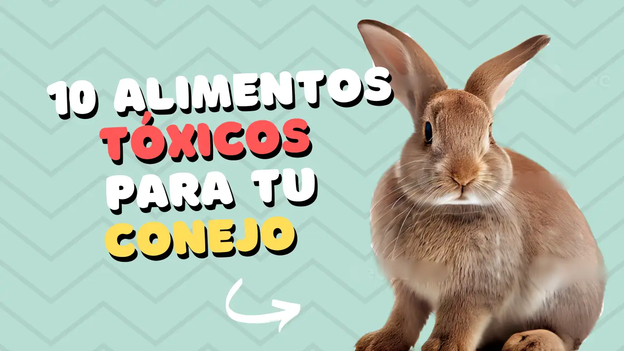 Alimentos tóxicos para conejos: cuidados de un conejo