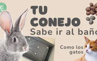 Los conejos pueden ir al baño como los gatos: Guía práctica y consejos útiles
