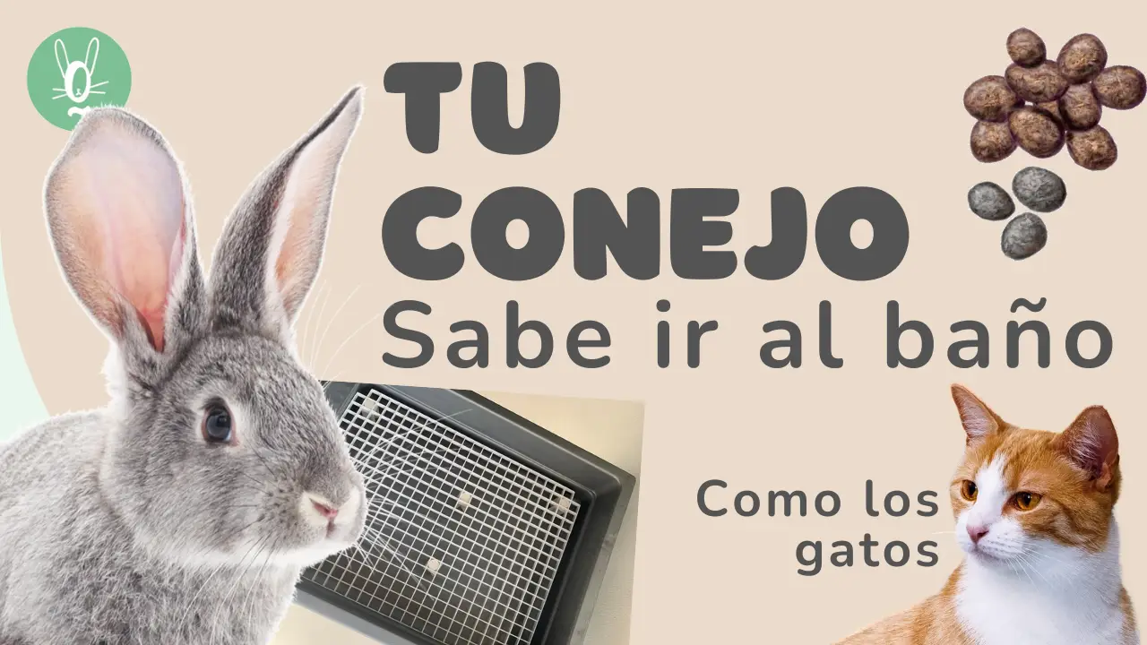 Los conejos pueden ir al baño como los gatos: Guía práctica y consejos útiles
