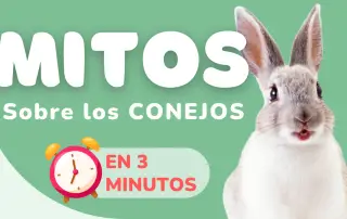 Mitos de los conejos BLOG Tienda para mascotas en Colombia