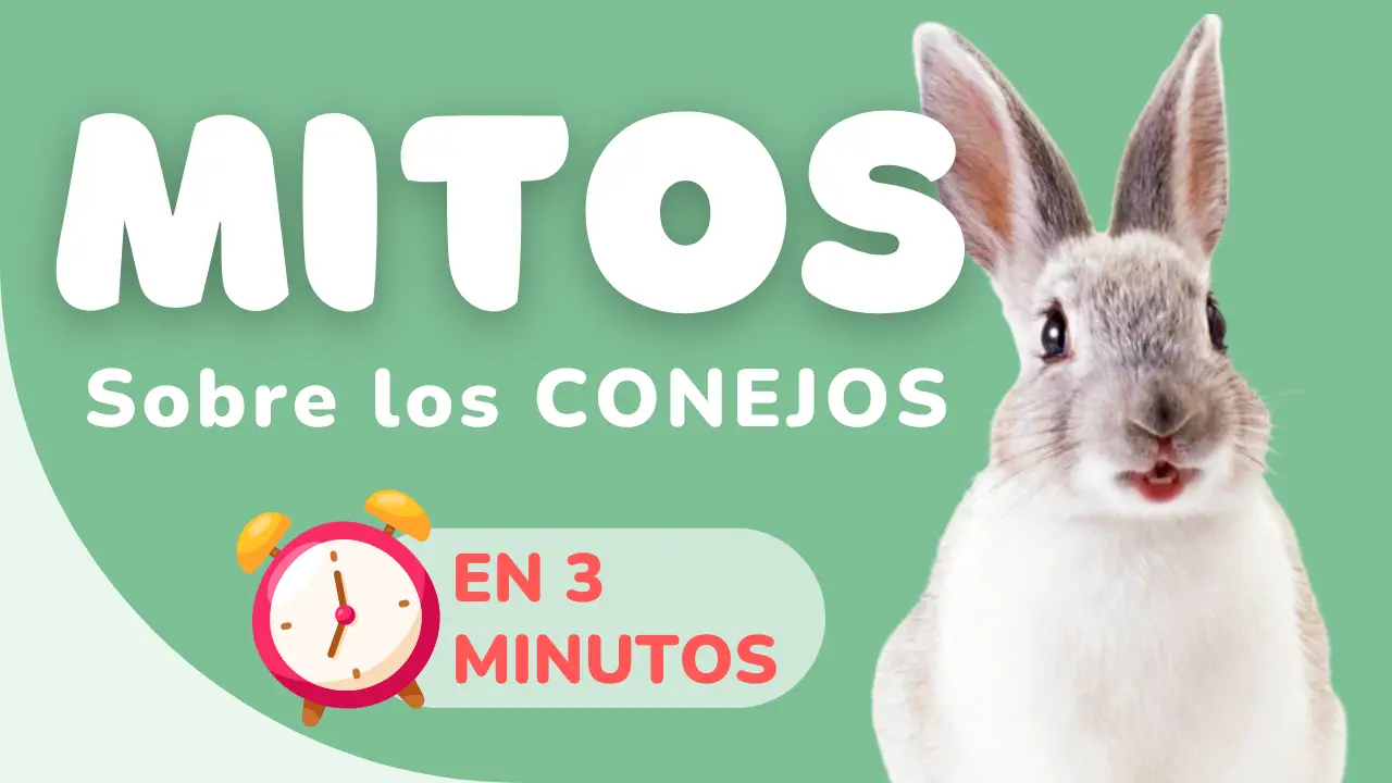 Mitos de los conejos BLOG Tienda para mascotas en Colombia