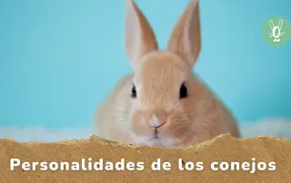 Personalidades de los conejos según la raza