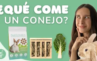 ¿Qué come un conejo? Guía de alimentación