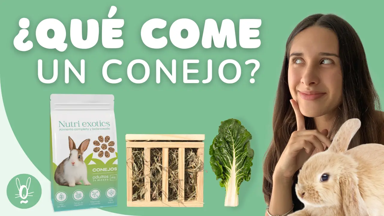 ¿Qué come un conejo? Guía de alimentación