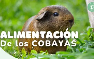 Alimentación de los cobayas: Cómo alimentar a un cobaya