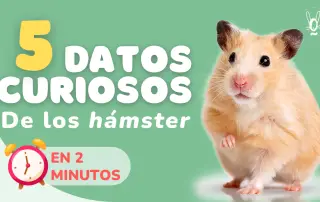 5 datos curiosos de los hamsters Guía de cuidados