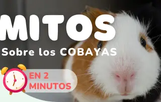 5 mitos sobre los cobayas