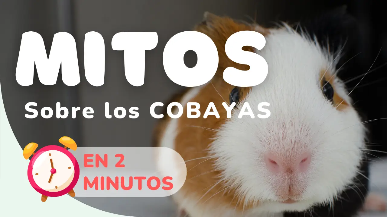 5 mitos sobre los cobayas