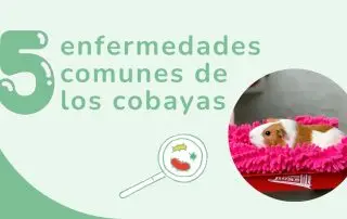 Enfermedades comunes en cobayas y como prevenirlas
