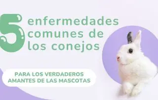 Enfermedades comunes en conejos: Cómo tratarlas y prevenirlas