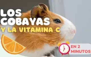 ¿Por qué los cobayas necesitan Vitamina C?
