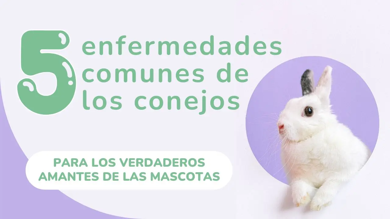 Enfermedades comunes en conejos: Cómo tratarlas y prevenirlas