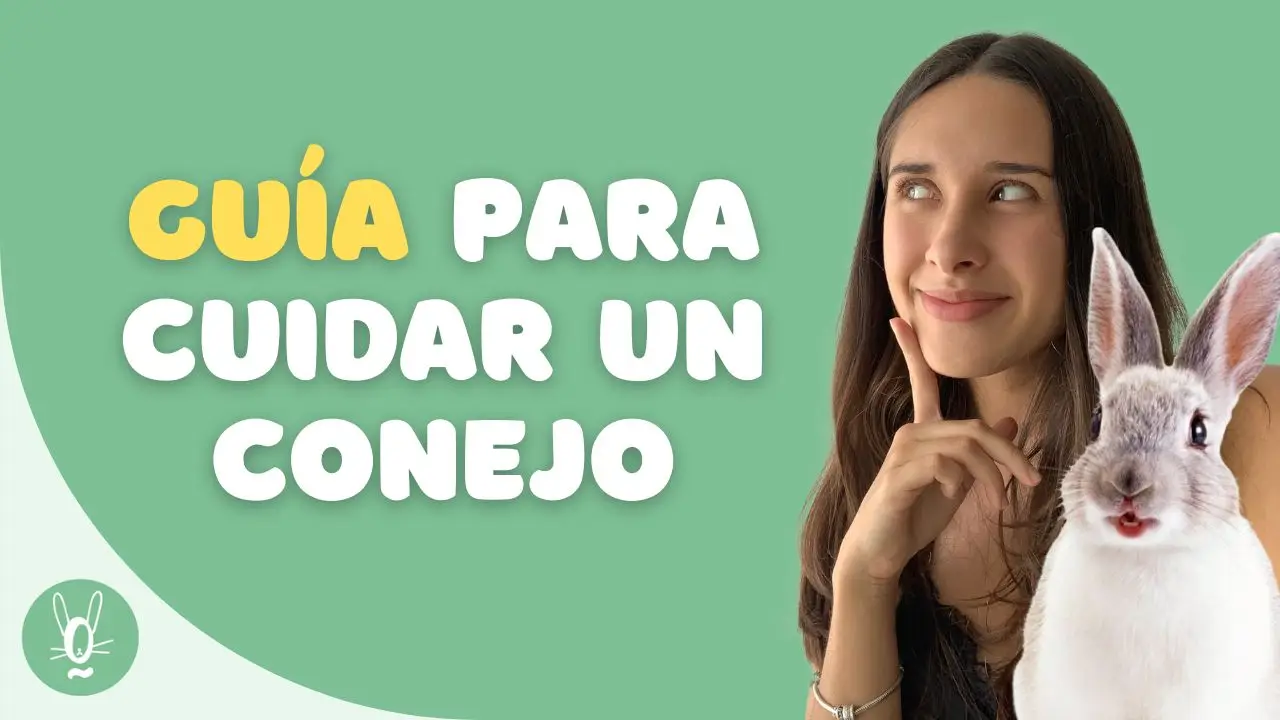Guía definitiva de cuidados de los conejos mascota