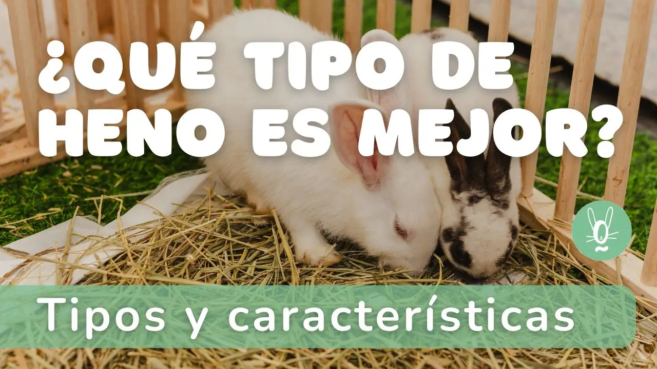 ¿Qué heno darle a mi conejo? Tipos y características