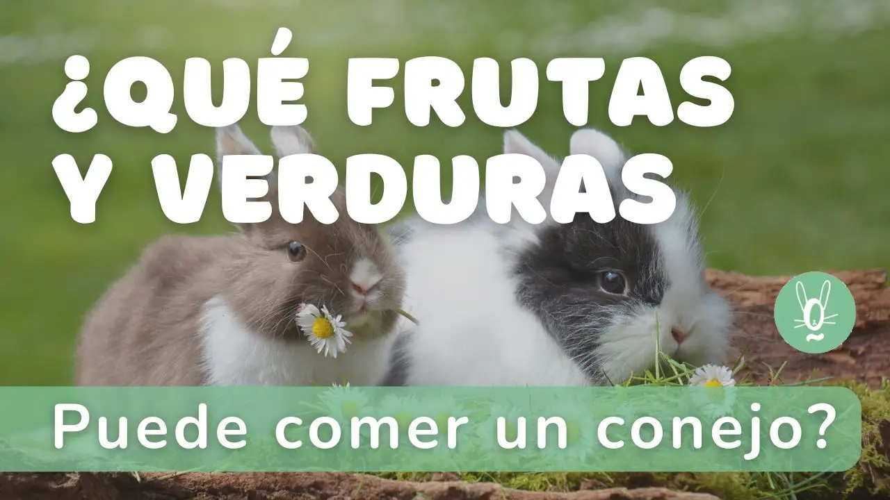 Qué frutas y verduras comen los conejos
