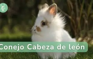 Todo sobre el cuidado del conejo cabeza de león