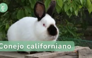 Todo sobre el cuidado del conejo californiano o ruso