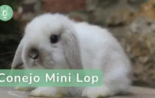 Todo sobre el cuidado del conejo mini lop
