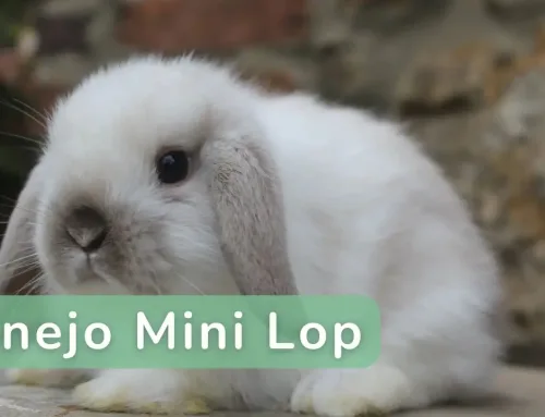 Mini Lop: Guía Completa para la Raza Enana más Adorable
