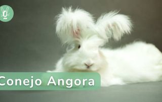 Todo sobre el cuidado del conejo angora