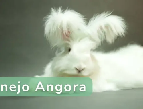 Conejo Angora: Cuidados, Historia y Consejos para un Pelaje Esponjoso