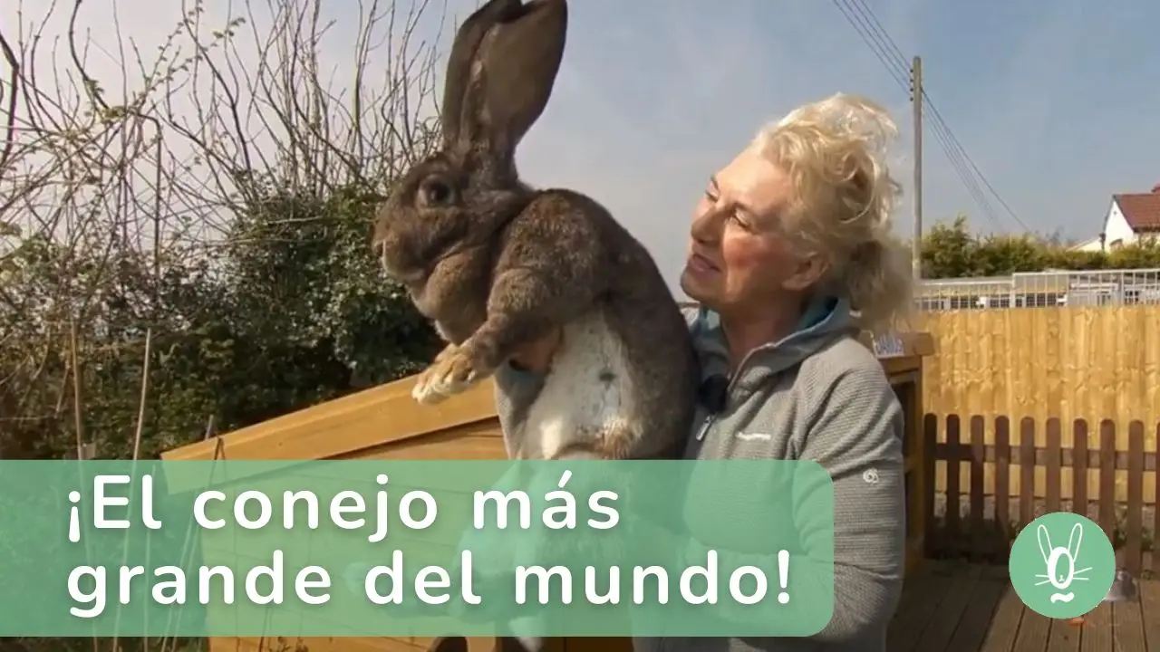 ¿Cuál es el conejo más grande del mundo? Darius rompió records