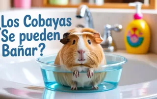 ¿Los cobayas se pueden bañar?