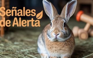 Cómo saber si mi conejo está enfermo 9 señales que lo confirman