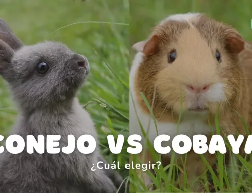 Conejo enano vs Cobaya: ¿Cuál es mejor como mascota?