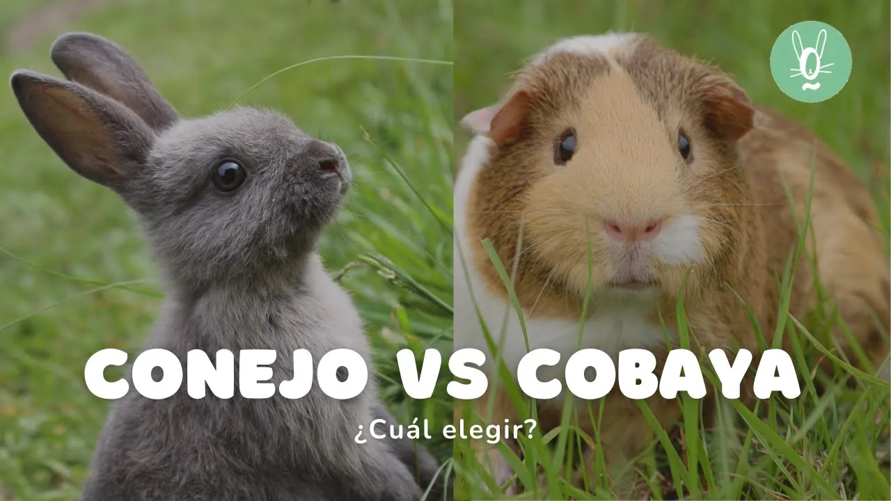 conejos vs cobaya ¿Cuál elegir como mascota?