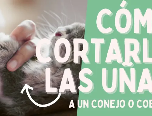 Cómo cortarle las uñas a un conejo o cobaya