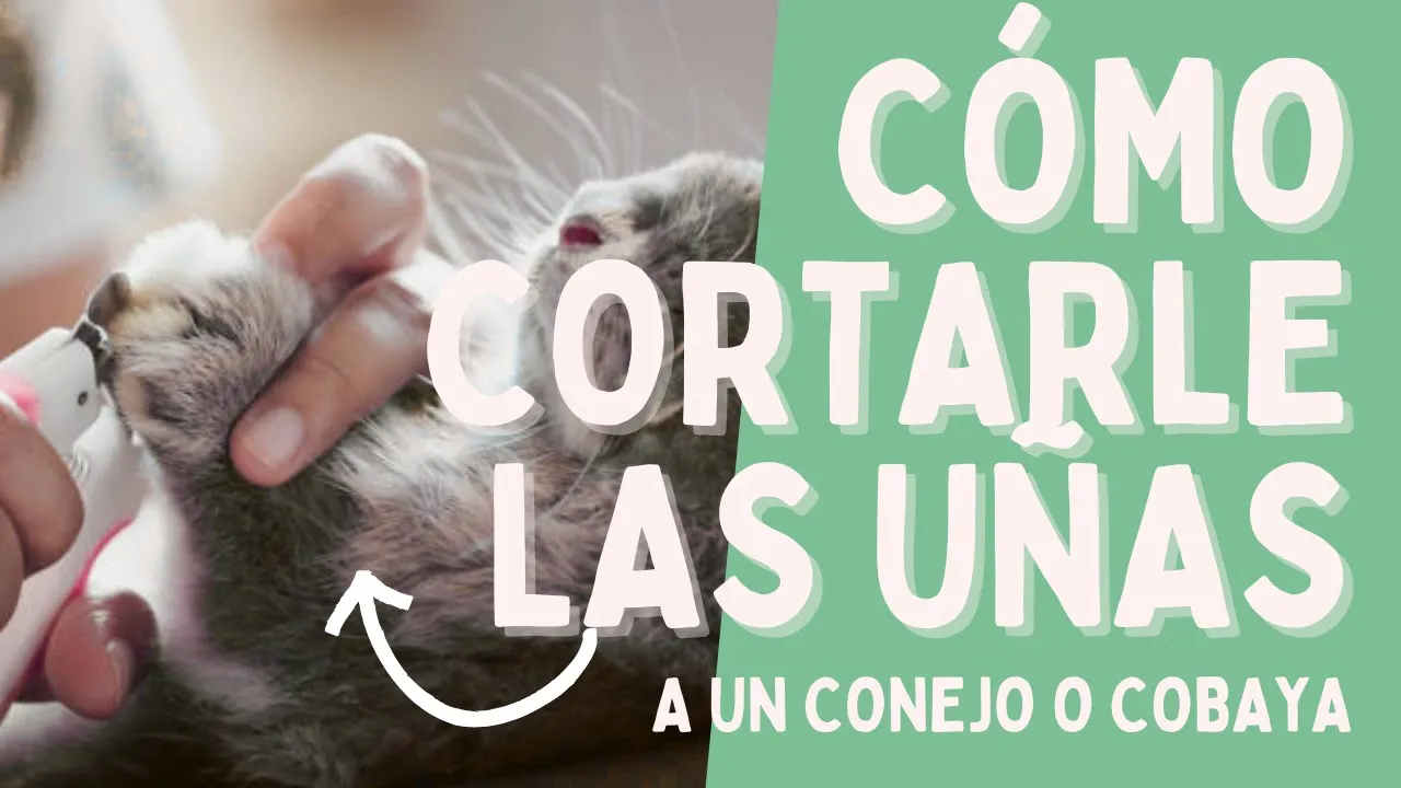 Cómo cortarle las uñas a un conejo o cobaya