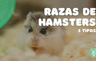 Tipos y razas de hámsters: guía completa para elegir la mascota perfecta